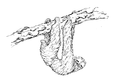 The three-toed sloth