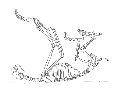 Skeleton of a three-toed sloth