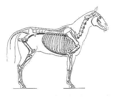 Skeleton of a horse