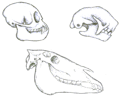 Skulls of monkey, sloth, and horse