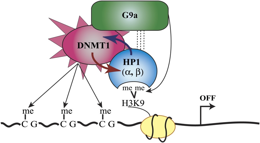 Image: The role of histone modifications in DNA methylation