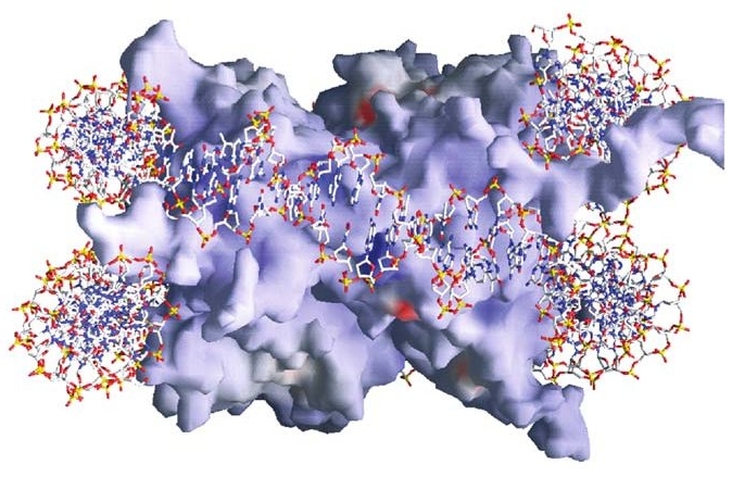 A nucleosome: histone
spool with DNA wrapped around it.