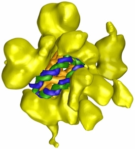 Image: The RSC chromatin
remodeling complex with embedded nucleosome