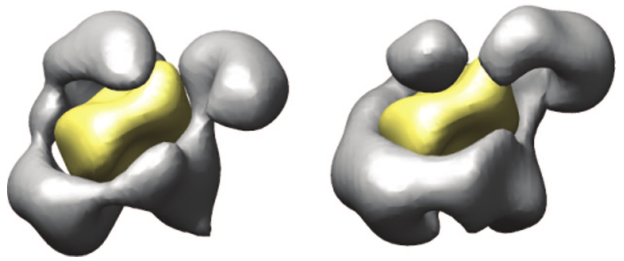 Image: The
RSC chromatin remodeling complex with embedded nucleosome